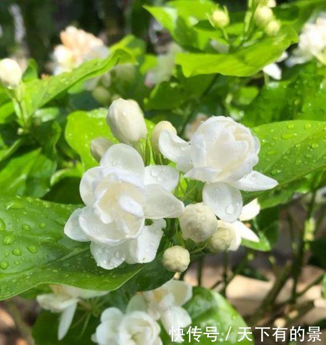 4种花很耐养,惊艳如花球,沾土就能活,好养易爆盆