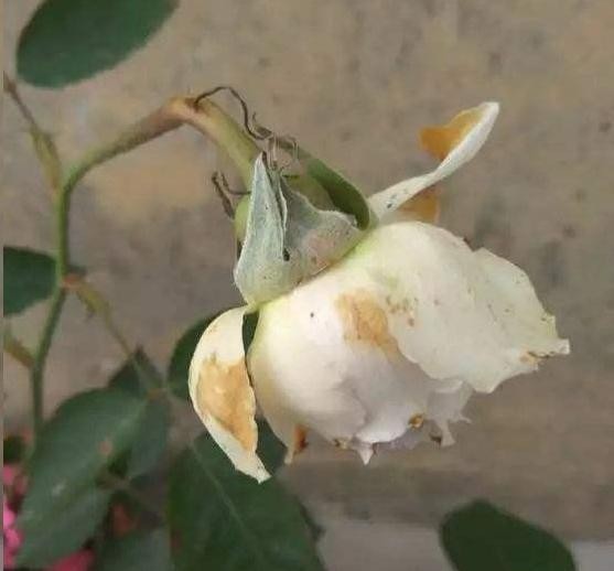 苞长|月季花苞长雀斑怎么回事?当心整个花苞霉烂!