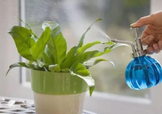 浇花看似简单,其实有很多讲究,学会4点后,植物再也不烂根了