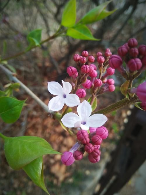 木香花|养花试试这几款，放在办公桌上，可以使人们的身心愉悦