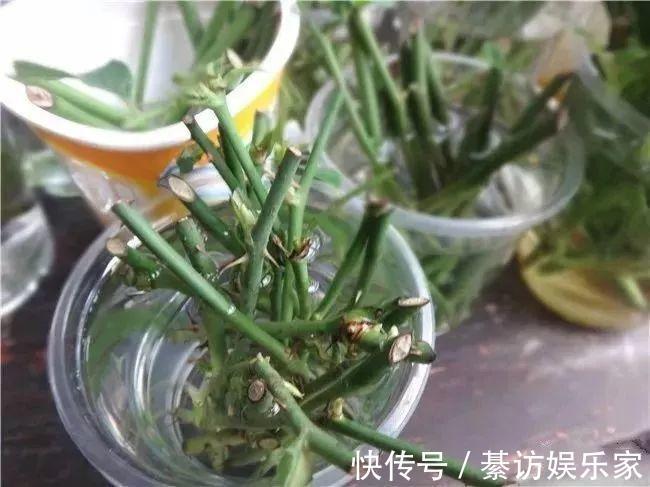 自制养花杀菌水,7天浇一勺,花不生虫不烂根