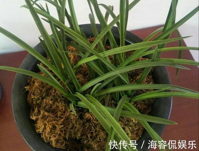 干苔藓|兰花少不了“苔藓”,快铺一层“水苔”,小嫩芽蹭蹭冒太喜人了