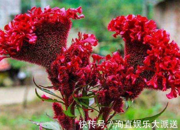 营养成分|新手养鸡冠花,别只会浇水,适当来点“它”,盆盆花开似“蒲扇”
