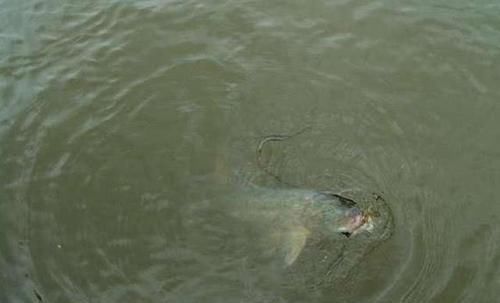 鳙鱼|手竿如何垂钓大头鱼,重点就是饵要轻雾化好,我从四个方面说明