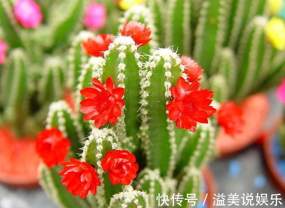 坚强|此花是坚强的花,因为心太柔软,所以才加了一套铠甲