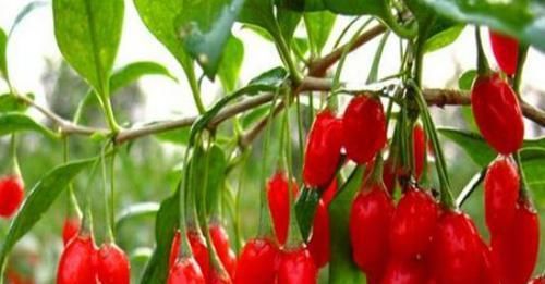 养颜|对身体最好的3种食物，排毒养颜、滋润肌肤，越吃越年轻！