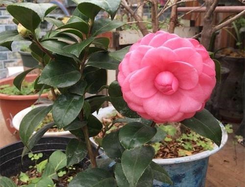 养“茶花盆栽”，“长势”瘦弱不饱满，做好5个方面，枝多花也多