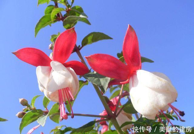 造型|3种花造型奇特还好养,家里养一盆,旺财旺运好运到,谁养谁喜欢