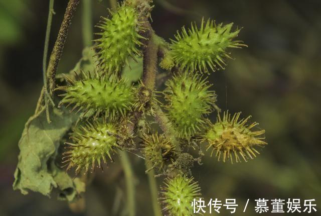 神农本草经|一毒物被称“上通脑顶，下行足膝”，可散风寒，通鼻窍，祛风湿