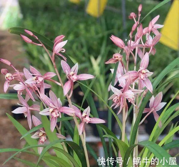 养兰花,不能太“娇惯”,像这样给它点“危机感”,开花香又多