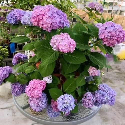 第一年种的绣球，开花太多需要剪掉些吗？