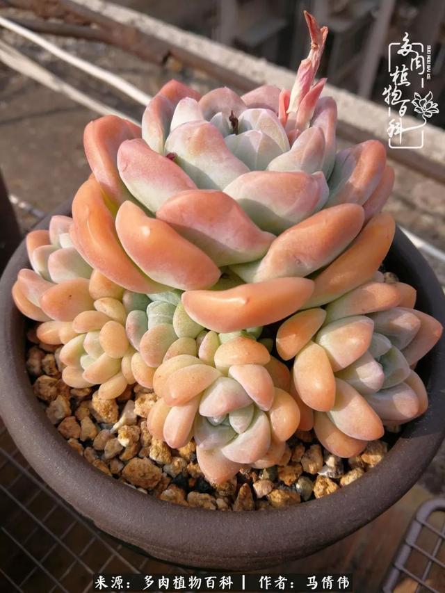 养多肉如同种下希望，因为美丽总在下一个季节！