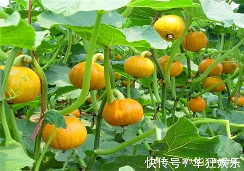 甘油酸|聪明人爱吃3种食物,补血润肤,清热排毒,消除疲劳,延缓衰老