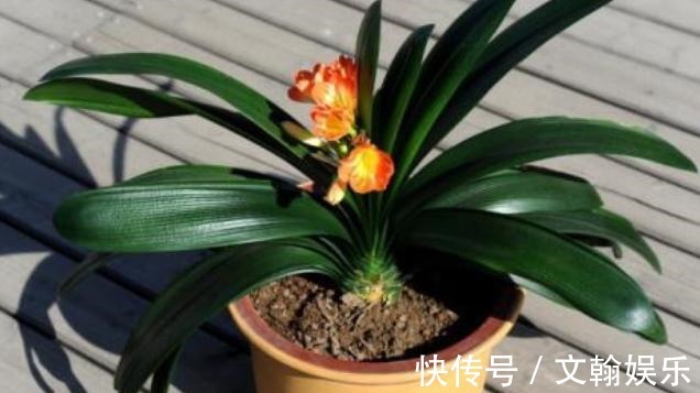 为什么盆栽君子兰长势不佳找准这3方面原因，叶片突突长不停