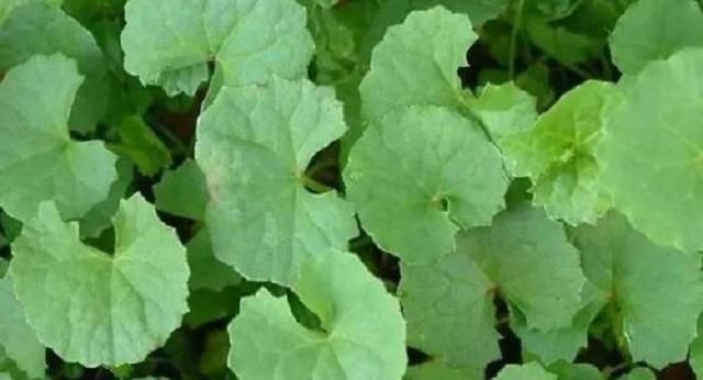 随意|农村这种野草有剧毒,老农民却称它为“解毒王”,见到别随意采摘