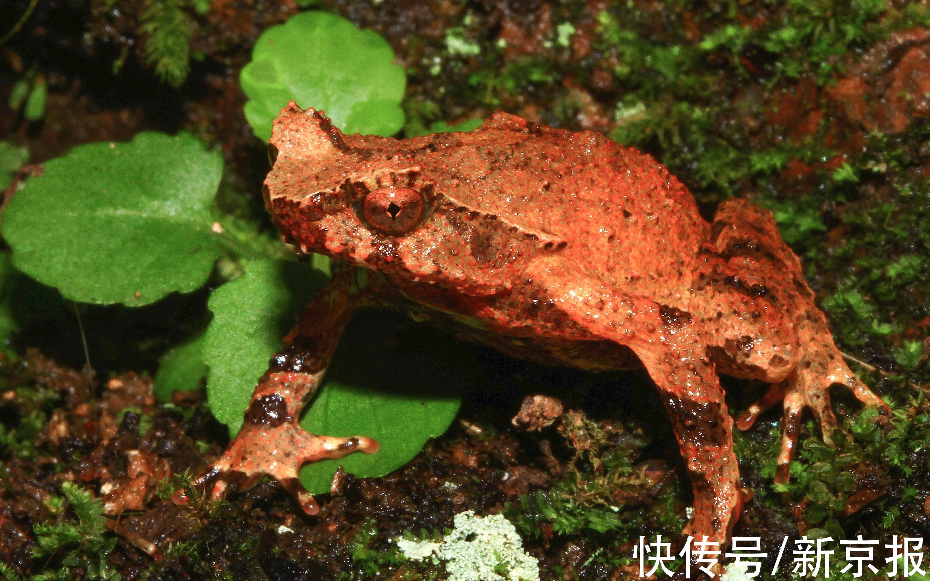 武夷山|自开展体制试点以来，武夷山国家公园累计发现11种动植物新种