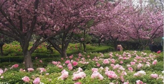 河南|河南18市市花大全！这种花居然同为8个市的市花！