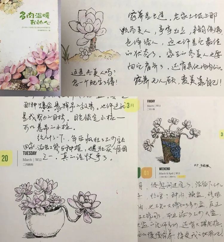 置身于美丽的多肉花园，我就是那快乐无比的多肉园丁！