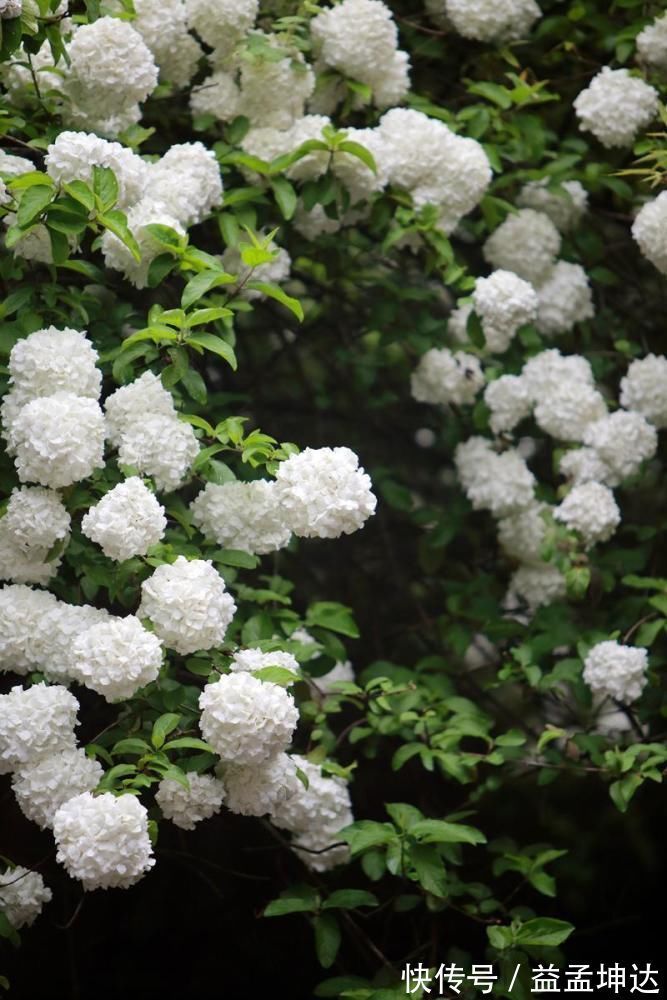 家有庭院绝不可错过的5种花，打造花海无压力，任谁看了都羡慕