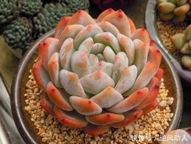 肉友钟爱的6款多肉,最后一种再喜欢也别买,黑腐烂根养不好!