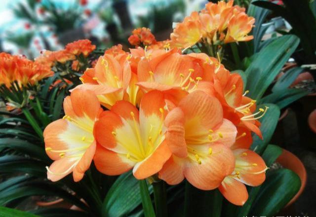 君子兰依赖2种水,春秋轮流浇,叶纹深品种高,花箭嗖嗖冒