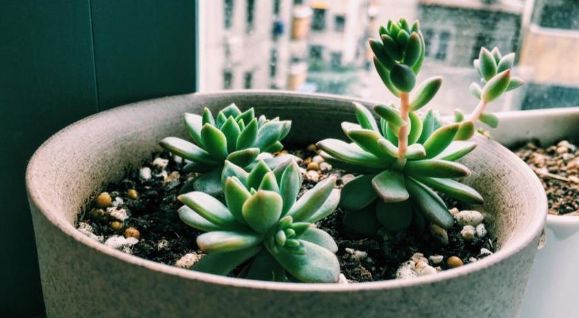 夏天养多肉,哪些时候不适合浇水?怎么浇水好?