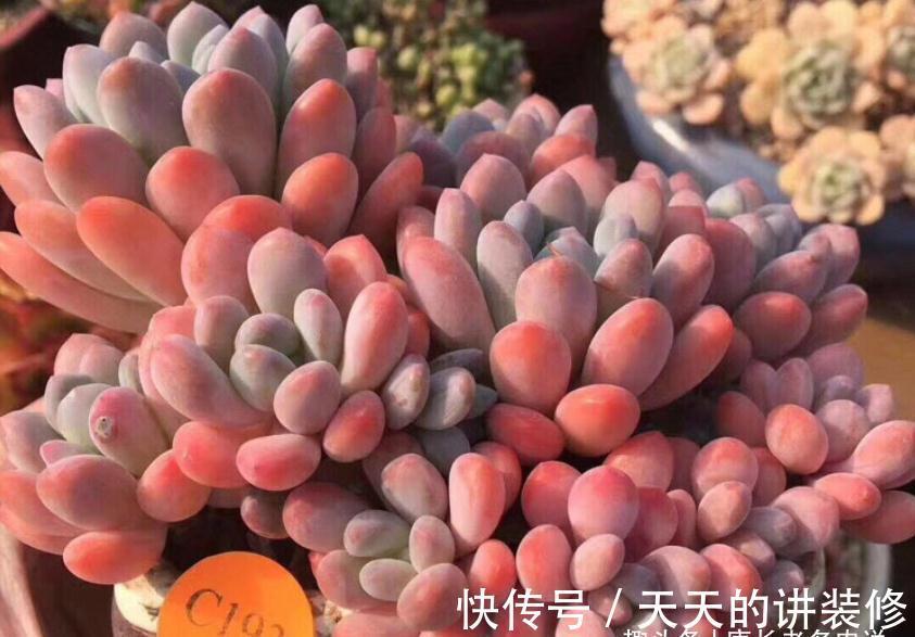 多肉防徒长的最佳方法只有一个——按部就班地养，它们才不会徒长