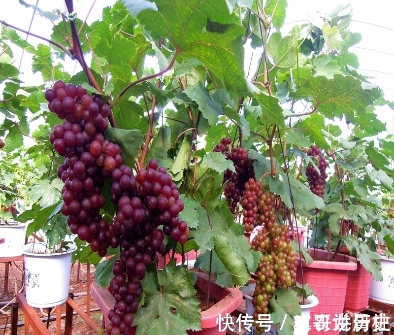 树苗|养花不如栽果树,试试种几款果树,果子大又甜