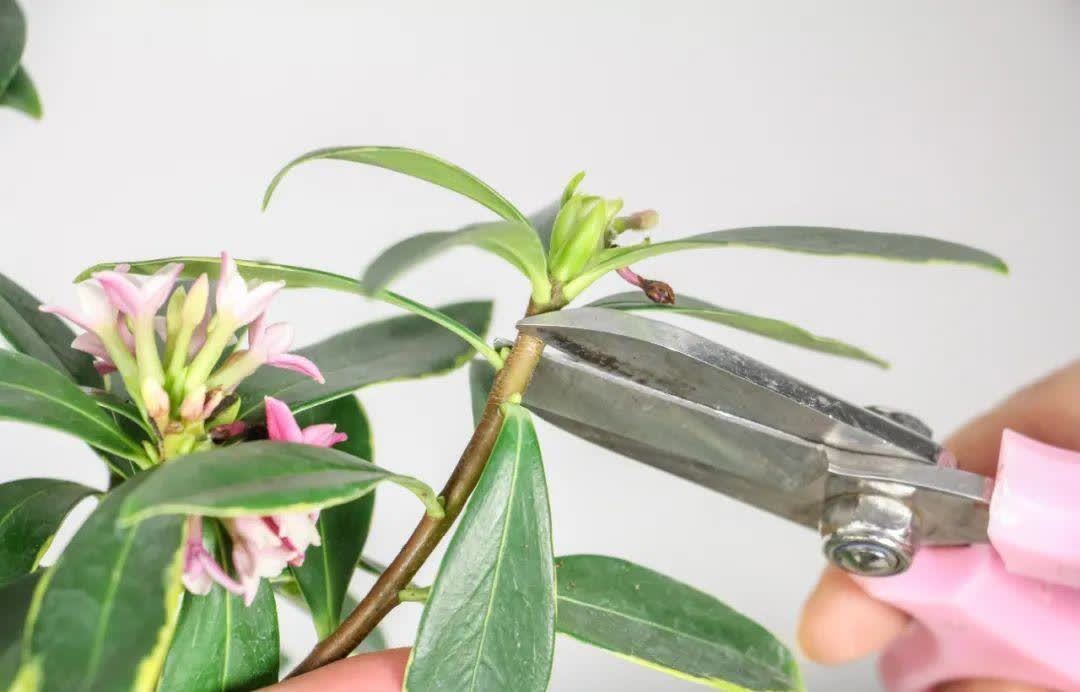 蝴蝶兰开花不是一次性,花后剪一剪,还能继续开花