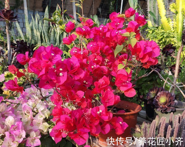 修剪|家中养着5种花,入冬赶紧剪一下,不仅容易过冬,而且来年花量大