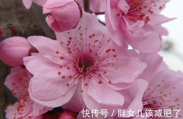 千般苦!岁月把酒与君共,腊梅笑绽待春还