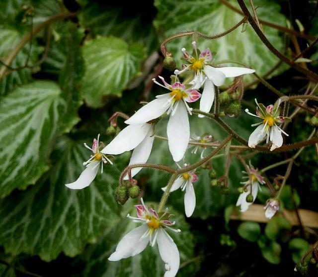 生命力顽强的花卉,能够在岩石裂缝处生存生长,有着超强的耐力
