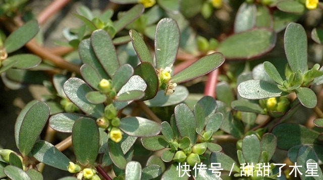 夏天|夏天,吃苦瓜不如吃“它”,清热消暑又营养,不懂就太可惜了!