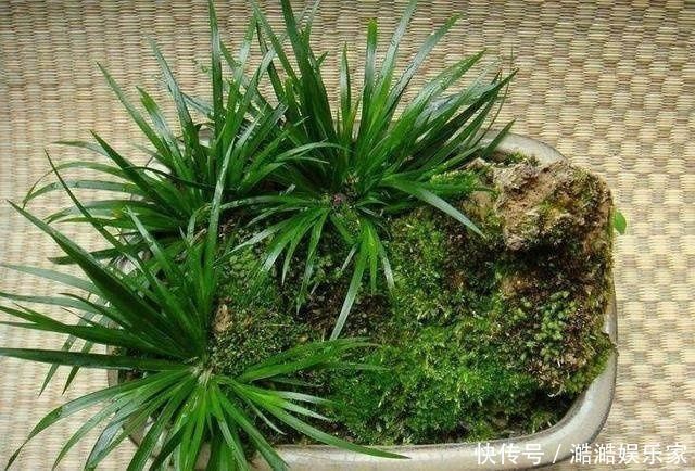 神仙草|奶奶无意盆栽了一棵绿植,满屋子都是清香,出门不用喷香水了