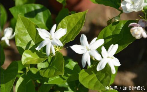 花卉|月季开花正旺,你家连花苞都没有,注意这几点,开花不断