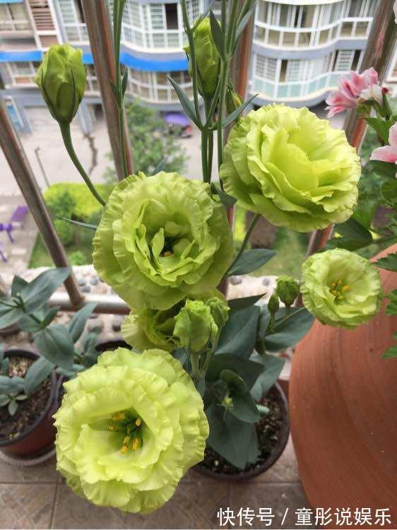 秋天|秋天播种次年赏花,此花漂亮不逊月季牡丹,扦插枝条就能活