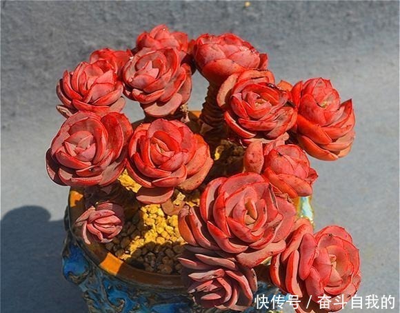 比“玫瑰”还漂亮，养成老桩就是一束手捧花，难怪有人养了几十盆！