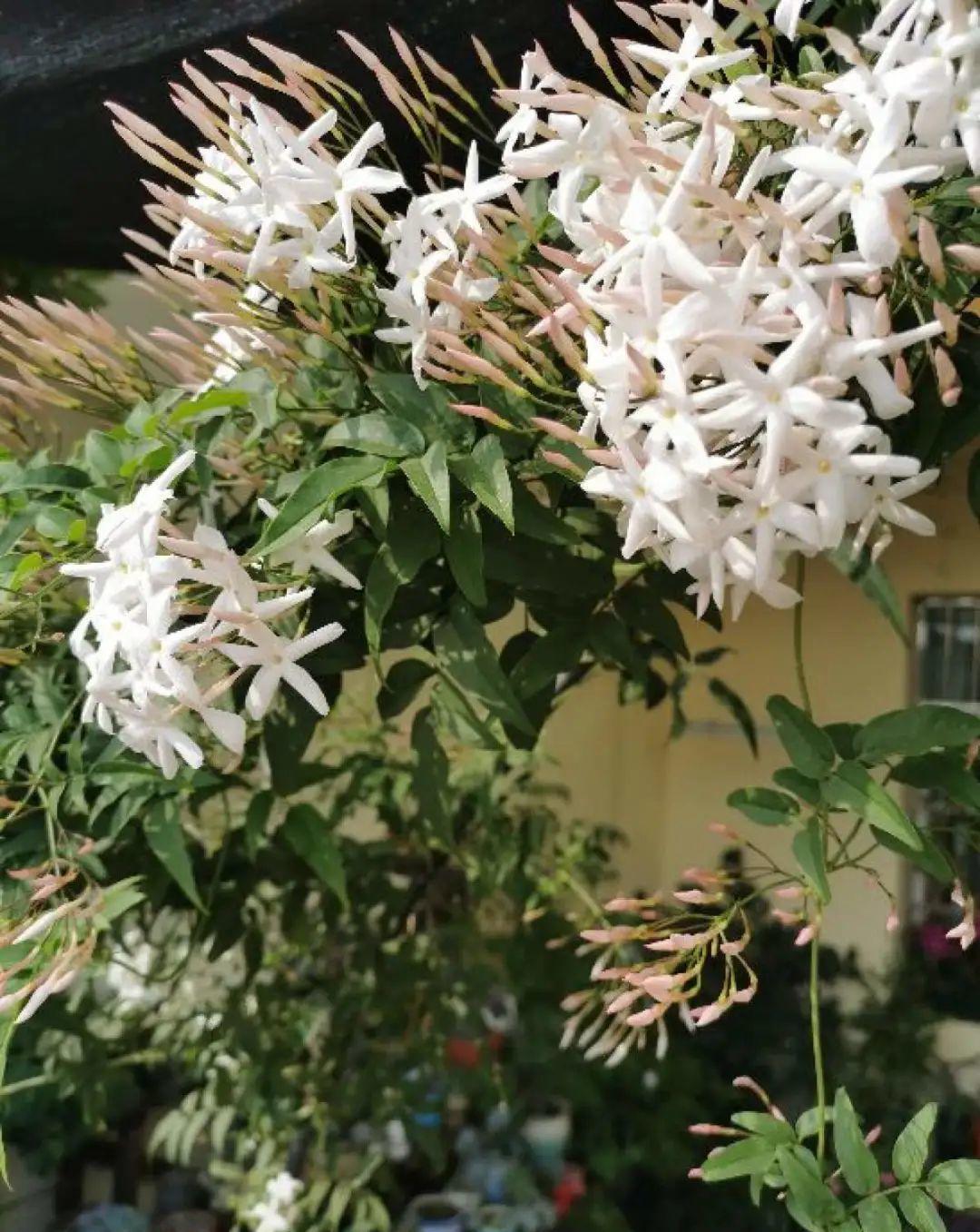 门口种了一棵花,竟被说是不吉利,怼回去:关你P事