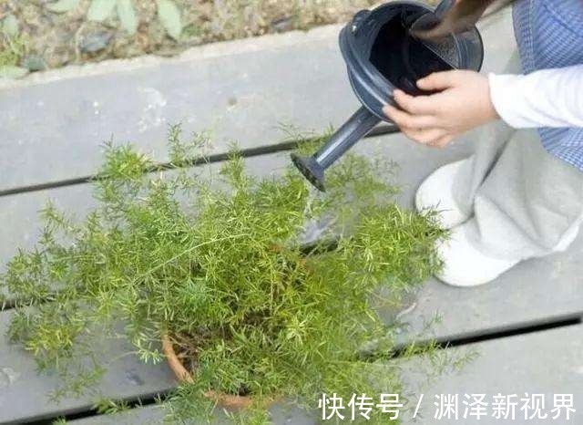 叶面|夏天喷水保湿,但是千万别喷这几种花,否则烂的透透的!