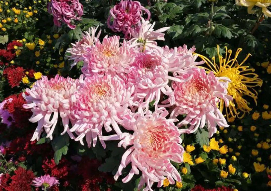 准备好,这花下个月要开,赶紧施肥、催花