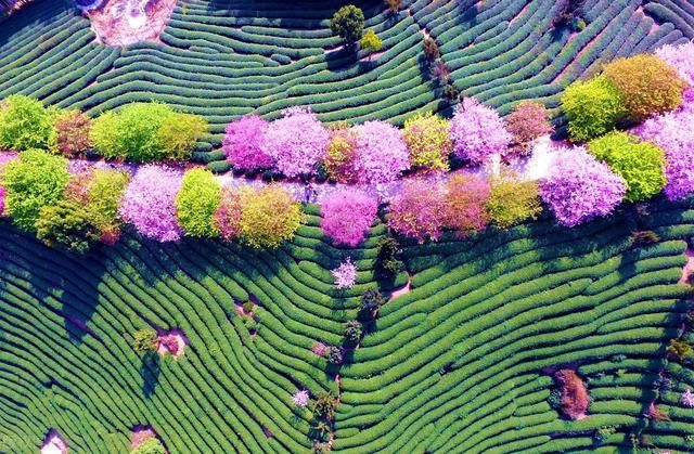 中薪|福建漳平，空中鸟瞰永福镇台品樱花茶园