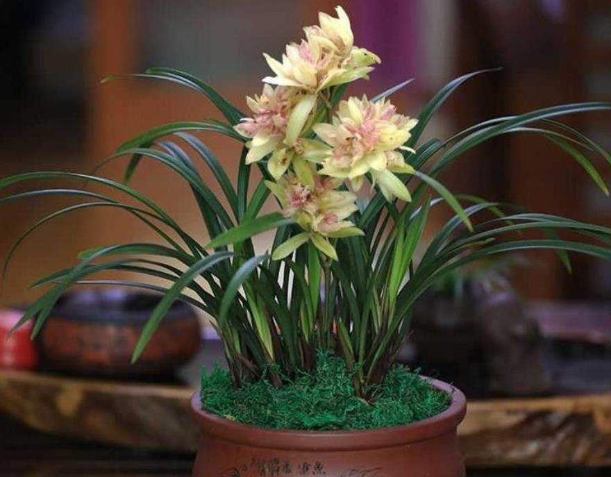 养兰花的“小妙招”，年后做好这“2步”，新芽才能翻倍长！