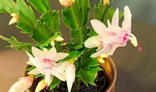 生长|随手喂点“它”,长寿、蟹爪兰生长呈现“爆发式”,开花提前30天