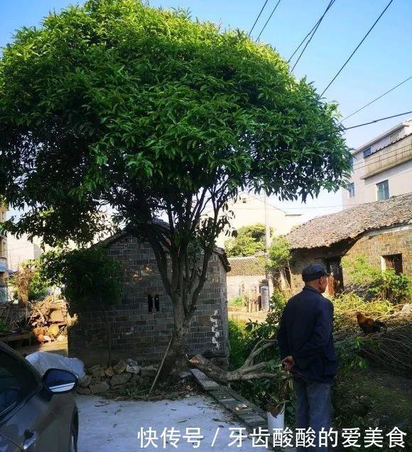 养花达人:38年前,掏家底儿买的2盆花,1盆被偷,1盆传给孙子