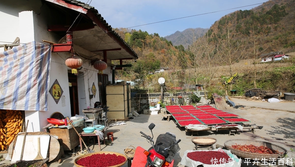  红色|农家小院晒满红色茱萸金色苞谷，秦岭山村秋色醉人