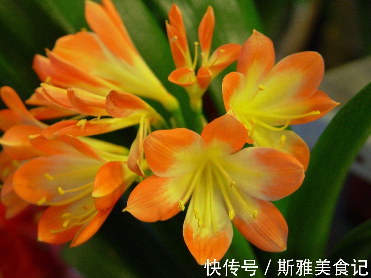 君子兰|君子兰，5月花谢后该怎么浇水？多浇、控水还是不浇好？