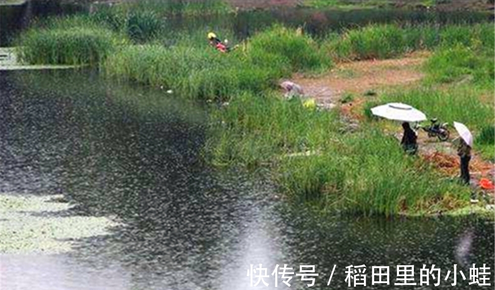 仲春野钓大鲫鱼,这三种天气鱼情最好,随便钓,大鲫鱼也能连竿上