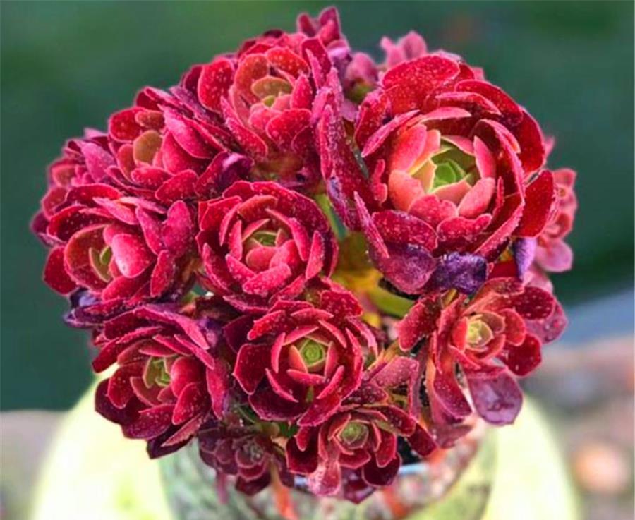 捧花状|把法师养成捧花状，无非做好4件事，3个月爆头上色，颜值逆袭