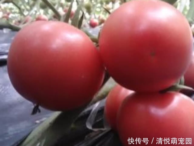 高手|以下4种碱性食物是排尿酸高手,坚持每天吃点,助身体更健康