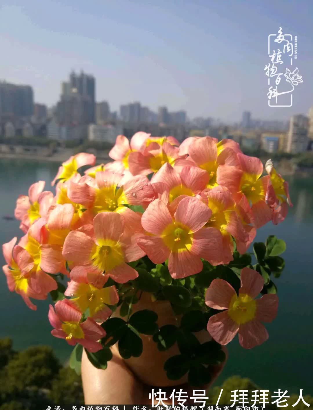 养多肉,我们到底养的是什么?